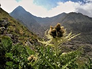 23 Cirsium spinosissimum (Cardo spinosissimo) con vista sul canalone pietroso di salita a Cima Aga 